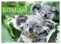 Vorderes Coverbild Koalas: die flauschigen Herzensbrecher (Wandkalender 2025 DIN A2 quer), CALVENDO Monatskalender
