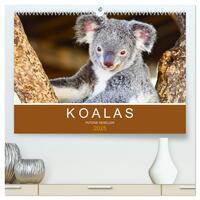 Vorderes Coverbild Koalas, putzige Gesellen (hochwertiger Premium Wandkalender 2025 DIN A2 quer), Kunstdruck in Hochglanz
