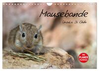 Vorderes Coverbild Mausebande (Wandkalender 2025 DIN A4 quer), CALVENDO Monatskalender