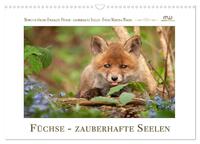 Vorderes Coverbild Füchse - zauberhafte Seelen (Wandkalender 2025 DIN A3 quer), CALVENDO Monatskalender