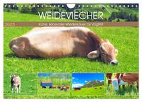 Vorderes Coverbild Weideviecher, Kühe liebevolle Wiederkäuer (Wandkalender 2025 DIN A4 quer), CALVENDO Monatskalender