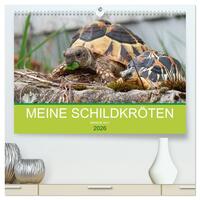 Vorderes Coverbild Meine Schildkröten (hochwertiger Premium Wandkalender 2026 DIN A2 quer), Kunstdruck in Hochglanz