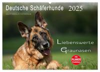 Vorderes Coverbild Deutsche Schäferhunde - Liebenswerte Graunasen (Wandkalender 2025 DIN A2 quer), CALVENDO Monatskalender