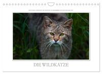 Vorderes Coverbild Emotionale Momente: Die Wildkatze. (Wandkalender 2025 DIN A4 quer), CALVENDO Monatskalender