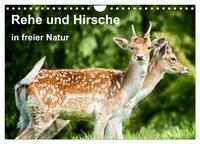Vorderes Coverbild Rehe und Hirsche in freier Natur (Wandkalender 2025 DIN A4 quer), CALVENDO Monatskalender