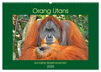 Vorderes Coverbild Orang Utans Sumatras Waldmenschen (Wandkalender 2025 DIN A2 quer), CALVENDO Monatskalender