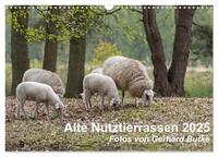 Vorderes Coverbild Alte Nutztierrassen 2025 (Wandkalender 2025 DIN A3 quer), CALVENDO Monatskalender