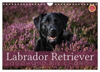Vorderes Coverbild Labrador Retriever - Jagdhund mit Charme (Wandkalender 2025 DIN A4 quer), CALVENDO Monatskalender