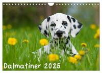Vorderes Coverbild Dalmatiner 2025 (Wandkalender 2025 DIN A4 quer), CALVENDO Monatskalender