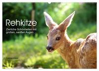 Vorderes Coverbild Rehkitze, zierliche Schönheiten mit großen, sanften Augen (Wandkalender 2025 DIN A2 quer), CALVENDO Monatskalender