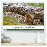 Vorderes Coverbild Alpenmurmeltiere - Im Reich der Mankeis (hochwertiger Premium Wandkalender 2025 DIN A2 quer), Kunstdruck in Hochglanz