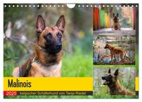 Vorderes Coverbild Malinois - belgischer Schäferhund (Wandkalender 2025 DIN A4 quer), CALVENDO Monatskalender