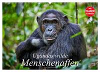 Vorderes Coverbild Ugandas wilde Menschenaffen (Wandkalender 2025 DIN A2 quer), CALVENDO Monatskalender