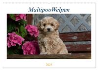 Vorderes Coverbild Maltipoo Welpen (Wandkalender 2025 DIN A2 quer), CALVENDO Monatskalender