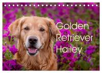 Vorderes Coverbild Golden Retriever Hailey Fotokalender (Tischkalender 2025 DIN A5 quer), CALVENDO Monatskalender