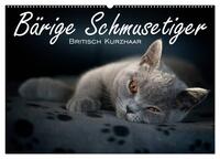 Vorderes Coverbild Bärige Schmusetiger - Britisch Kurzhaar (Wandkalender 2025 DIN A2 quer), CALVENDO Monatskalender