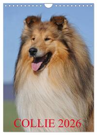 Vorderes Coverbild Collie 2026 (Wandkalender 2026 DIN A4 hoch), CALVENDO Monatskalender