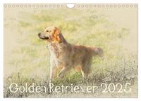 Vorderes Coverbild Golden Retriever 2025 (Wandkalender 2025 DIN A4 quer), CALVENDO Monatskalender