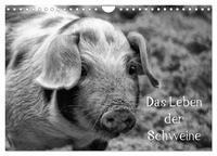 Vorderes Coverbild Das Leben der Schweine (Wandkalender 2025 DIN A4 quer), CALVENDO Monatskalender