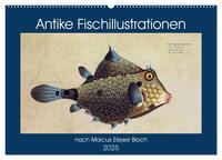 Vorderes Coverbild Antike Fischillustrationen nach Marcus Elieser Bloch (Wandkalender 2025 DIN A2 quer), CALVENDO Monatskalender
