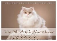 Vorderes Coverbild Die Britisch Kurzhaar (Tischkalender 2025 DIN A5 quer), CALVENDO Monatskalender