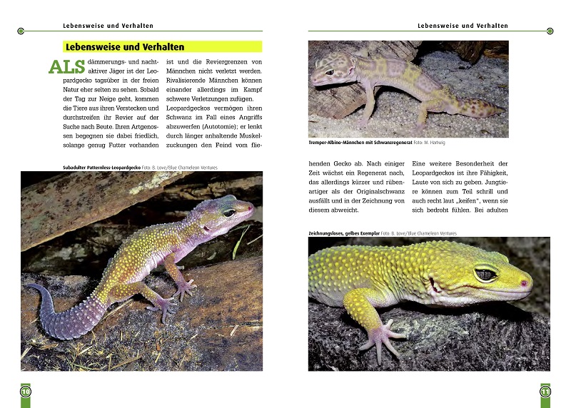 Beispielinhalt (Bild) Der Leopardgecko
