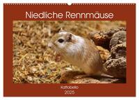 Vorderes Coverbild Niedliche Rennmäuse (Wandkalender 2025 DIN A2 quer), CALVENDO Monatskalender