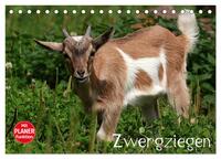 Vorderes Coverbild Zwergziegen (Tischkalender 2025 DIN A5 quer), CALVENDO Monatskalender