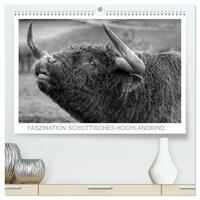 Vorderes Coverbild Faszination Schottisches Hochlandrind (hochwertiger Premium Wandkalender 2025 DIN A2 quer), Kunstdruck in Hochglanz