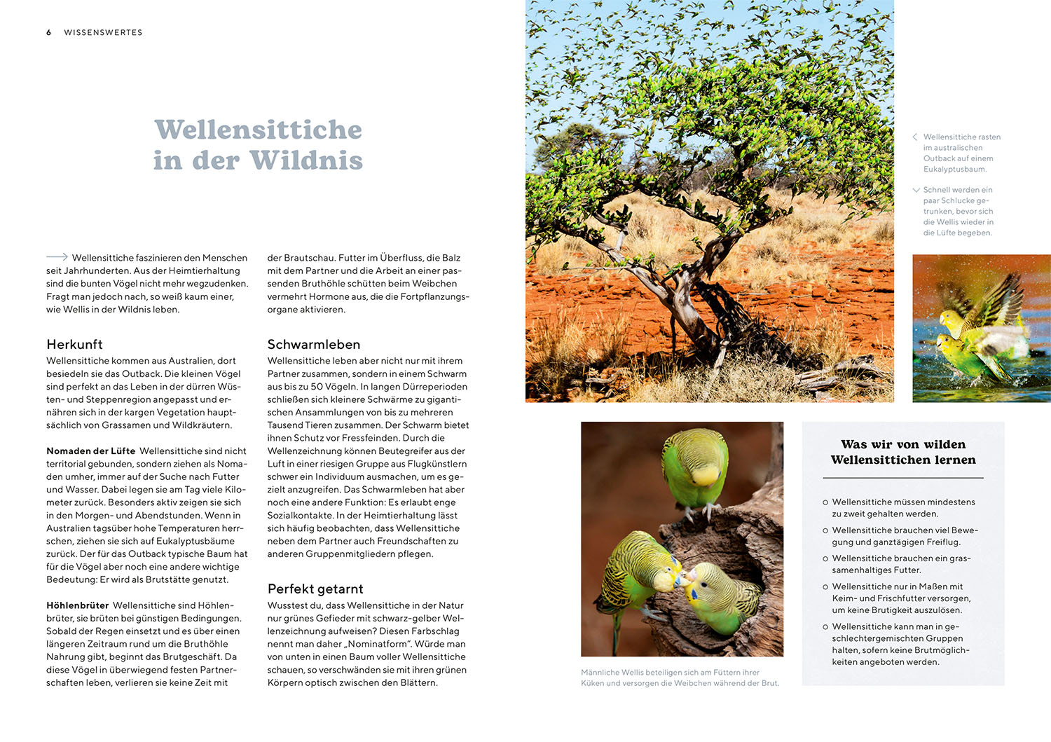 Beispielinhalt (Bild) Wellensittiche