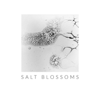 Vorderes Coverbild Salt Blossoms