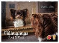 Vorderes Coverbild Chihuahuas - Cool and Cute (Wandkalender 2025 DIN A2 quer), CALVENDO Monatskalender