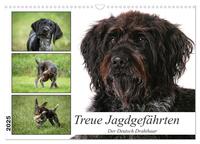 Vorderes Coverbild Treue Jagdgefährten - Der Deutsch Drahthaar (Wandkalender 2025 DIN A3 quer), CALVENDO Monatskalender
