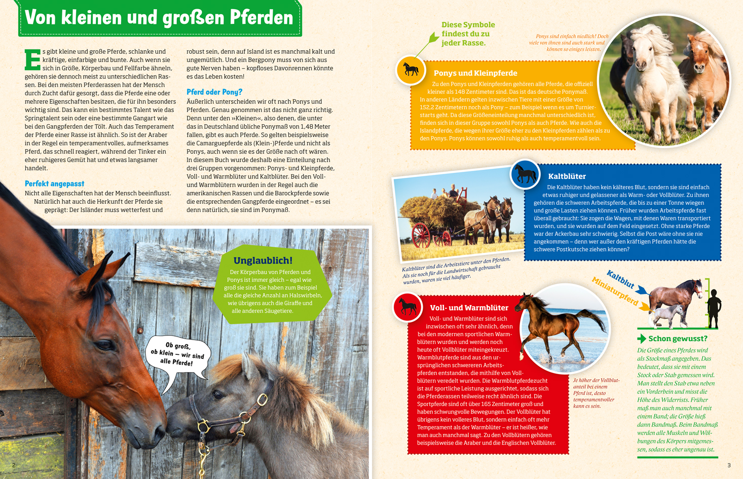 Beispielinhalt (Bild) WAS IST WAS Pferde und Ponys
