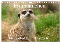 Vorderes Coverbild Erdmännchen - Die Kobolde im Tierreich (Wandkalender 2025 DIN A4 quer), CALVENDO Monatskalender
