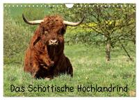 Vorderes Coverbild Das Schottische Hochlandrind (Wandkalender 2025 DIN A4 quer), CALVENDO Monatskalender