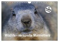 Vorderes Coverbild Wildlife - Verspielte Murmeltiere (Wandkalender 2025 DIN A4 quer), CALVENDO Monatskalender