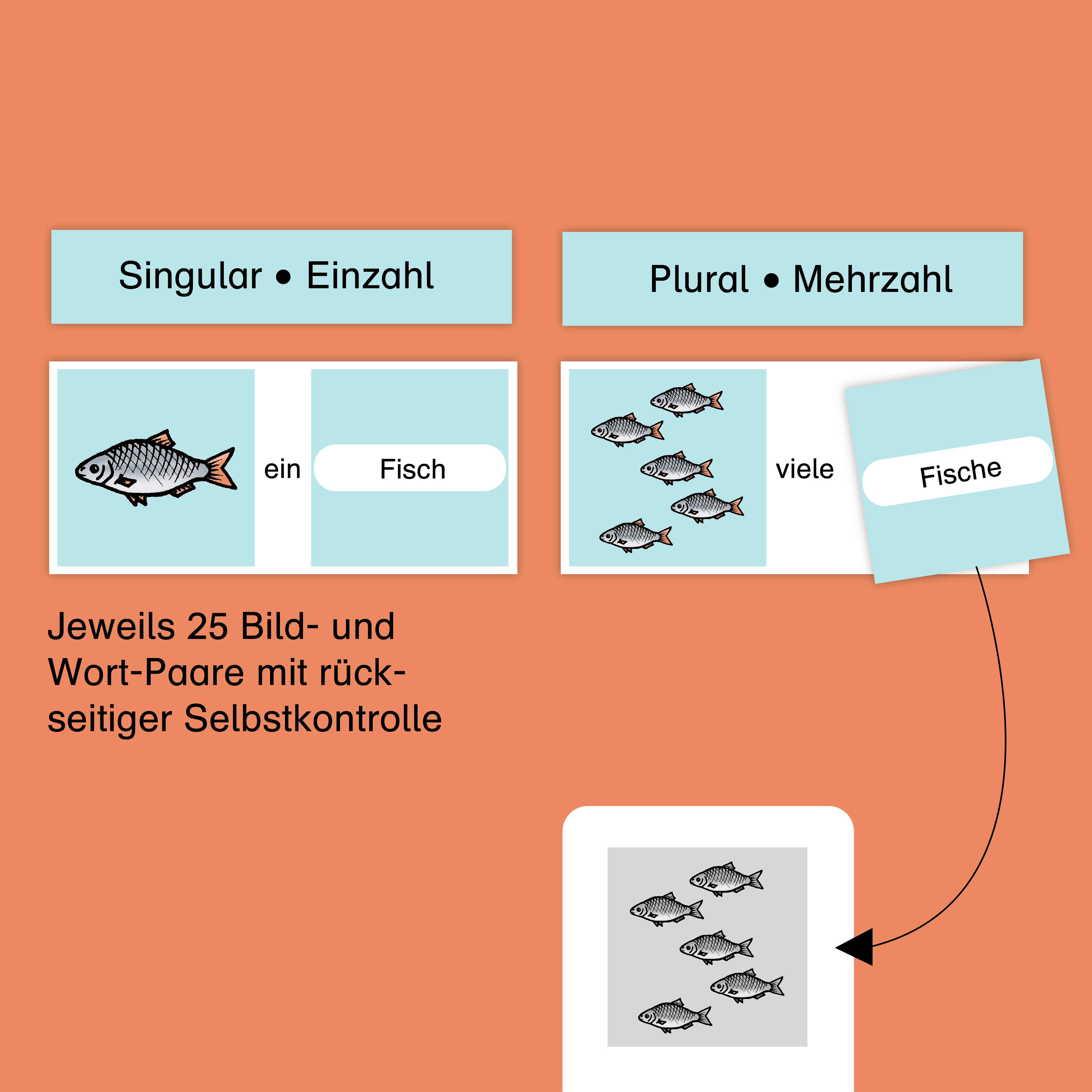 Beispielinhalt (Bild) Meine Grammatikdose 1 - Singular-Plural - Einfache Wörter