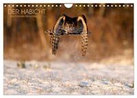 Vorderes Coverbild DER HABICHT, Des Falkners Allrounder (Wandkalender 2025 DIN A4 quer), CALVENDO Monatskalender