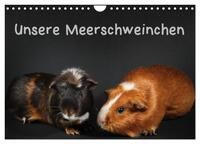 Vorderes Coverbild Unsere Meerschweinchen (Wandkalender 2026 DIN A4 quer), CALVENDO Monatskalender
