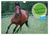 Vorderes Coverbild Faszination Trakehner (Wandkalender 2025 DIN A4 quer), CALVENDO Monatskalender