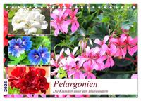 Vorderes Coverbild Pelargonien. Die Klassiker unter den Blühwundern (Tischkalender 2025 DIN A5 quer), CALVENDO Monatskalender