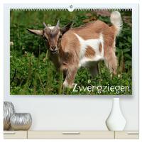 Vorderes Coverbild Zwergziegen (hochwertiger Premium Wandkalender 2025 DIN A2 quer), Kunstdruck in Hochglanz