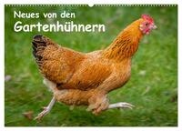 Vorderes Coverbild Neues von den Gartenhühnern (Wandkalender 2025 DIN A2 quer), CALVENDO Monatskalender