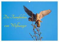 Vorderes Coverbild Die Turmfalken von Wolfsanger (Wandkalender 2025 DIN A2 quer), CALVENDO Monatskalender