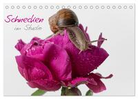 Vorderes Coverbild Schnecken im Studio (Tischkalender 2026 DIN A5 quer), CALVENDO Monatskalender