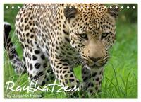 Vorderes Coverbild Raubkatzen (Tischkalender 2025 DIN A5 quer), CALVENDO Monatskalender