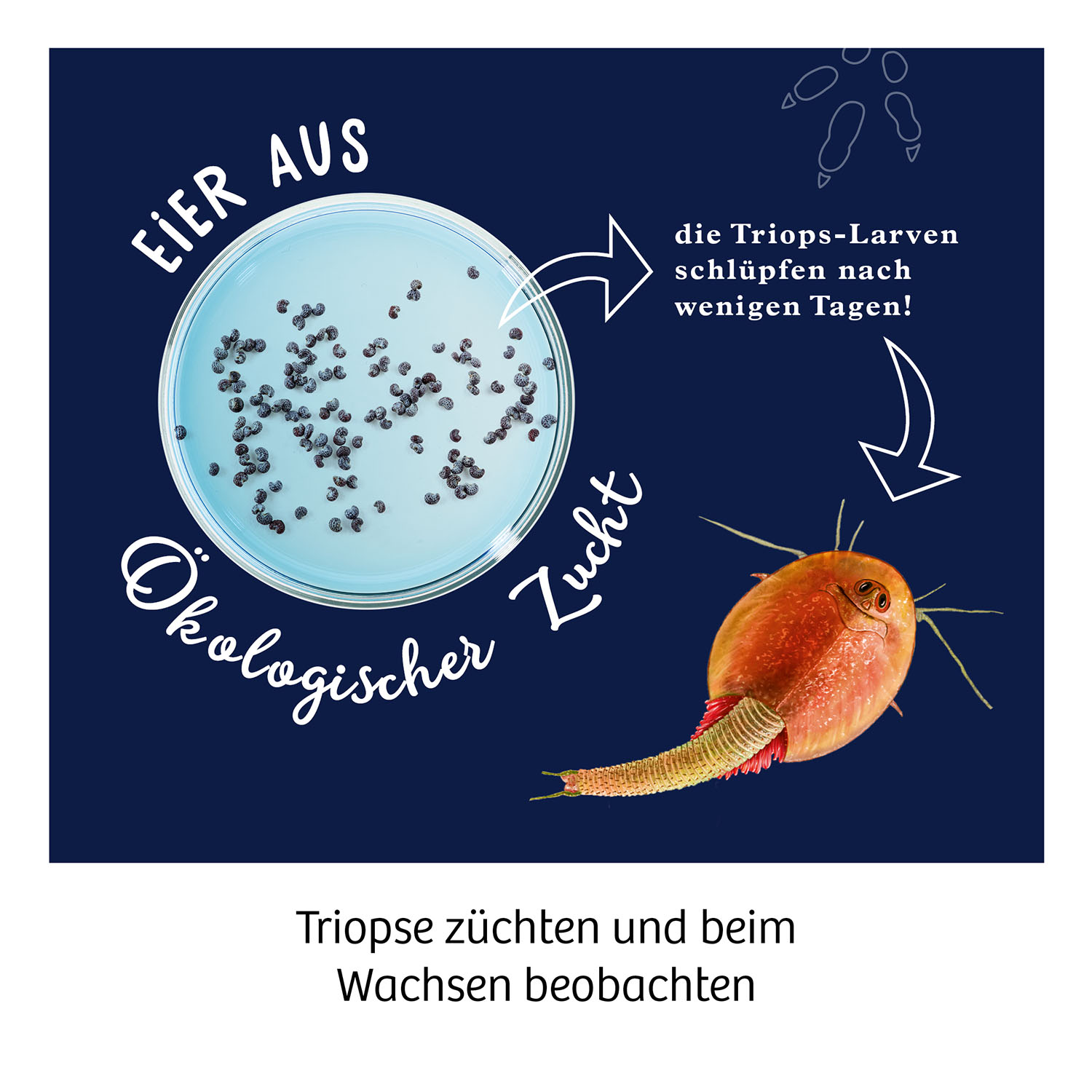 Beispielinhalt (Bild) Fun Science Triops züchten