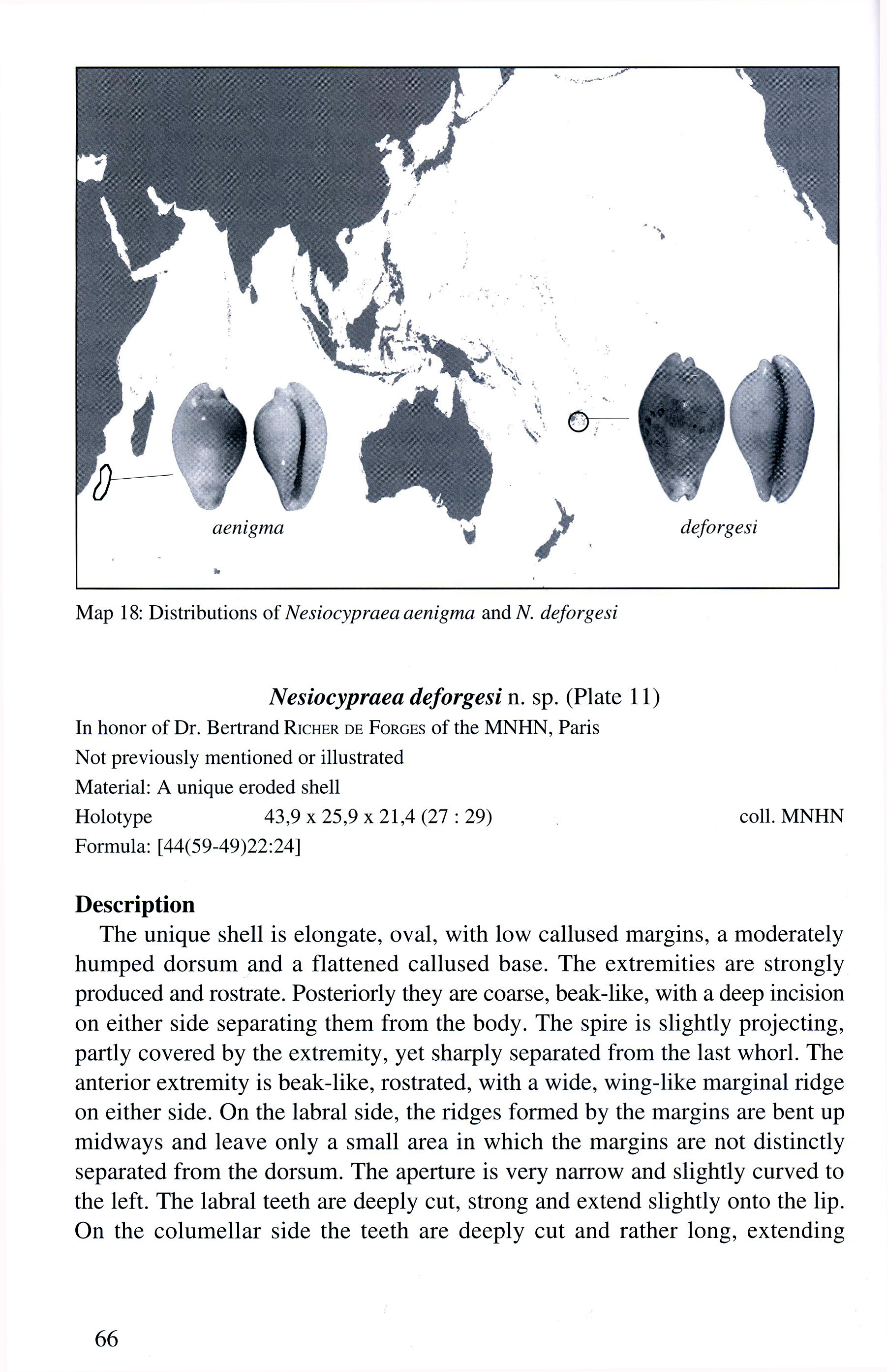 Beispielinhalt (Bild) New worldwide Cowries