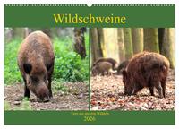 Vorderes Coverbild Wildschweine - Tiere aus unseren Wäldern (Wandkalender 2026 DIN A2 quer), CALVENDO Monatskalender